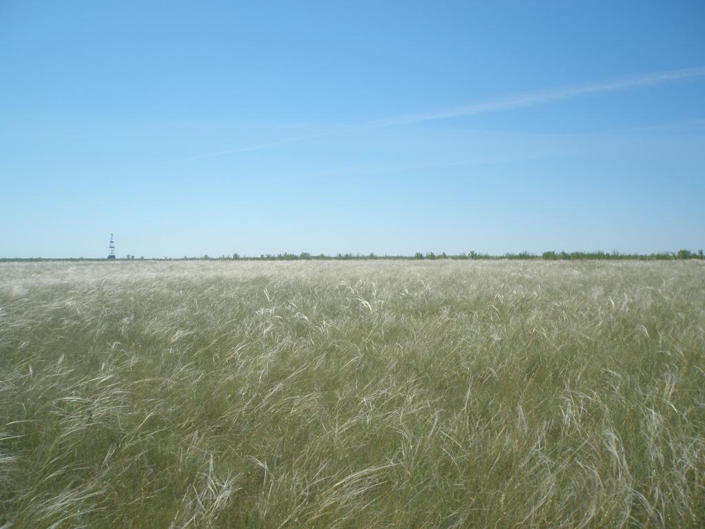 A silver steppe